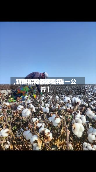 【奎屯手摘棉费用,新疆拾棉花多少钱一公斤】
