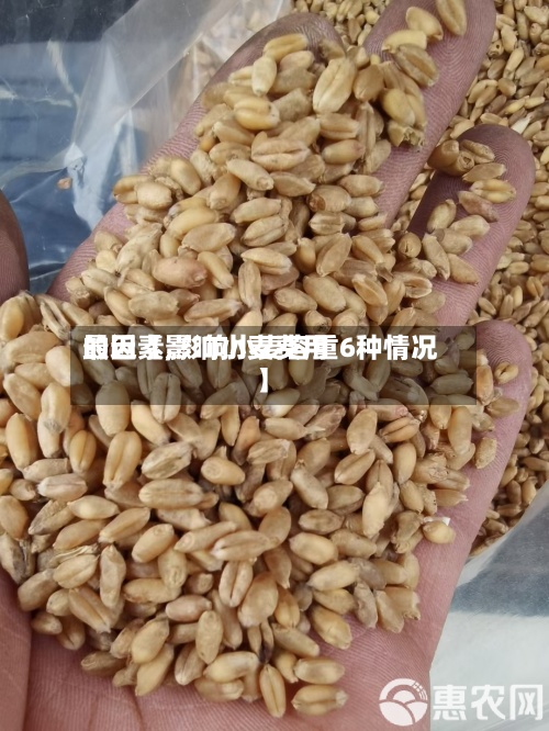 最近【影响小麦费用
的因素,影响小麦容重6种情况】-第2张图片