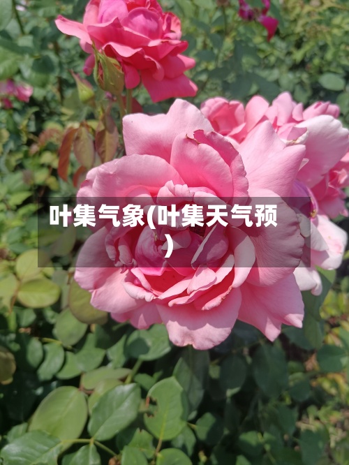 叶集气象(叶集天气预)