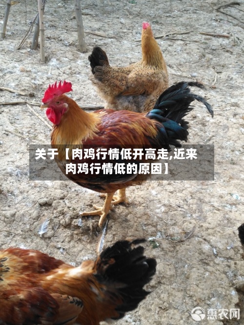 关于【肉鸡行情低开高走,近来肉鸡行情低的原因】-第2张图片