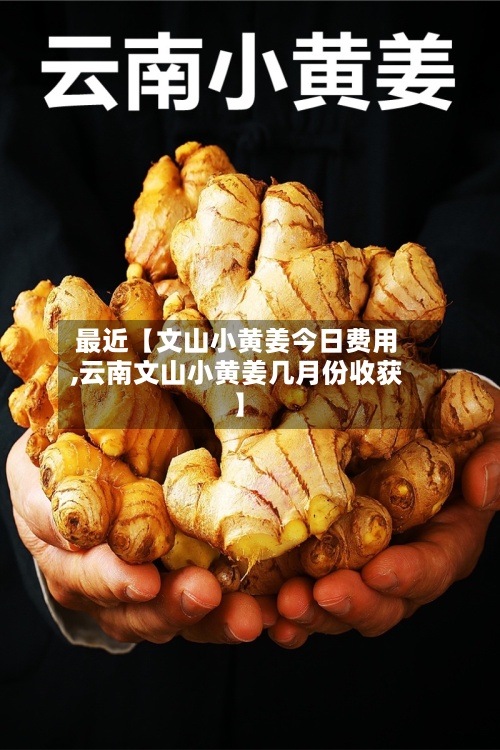 最近【文山小黄姜今日费用,云南文山小黄姜几月份收获】