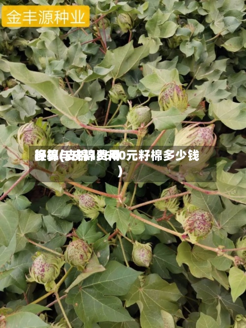 籽棉与皮棉费用
换算(皮棉18600元籽棉多少钱)-第2张图片
