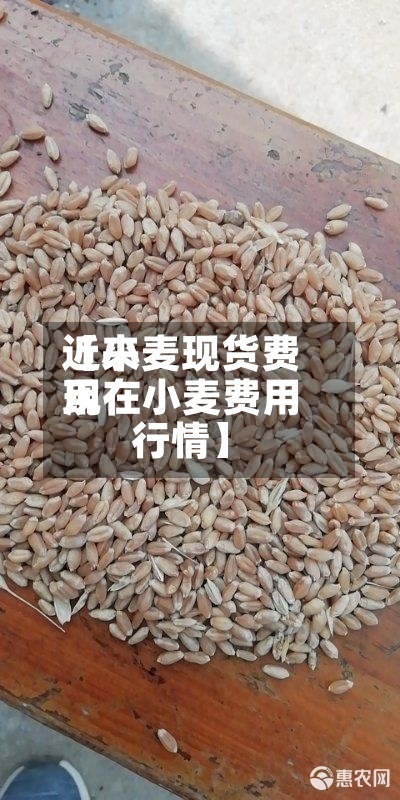 近来【小麦现货费用现在小麦费用行情】