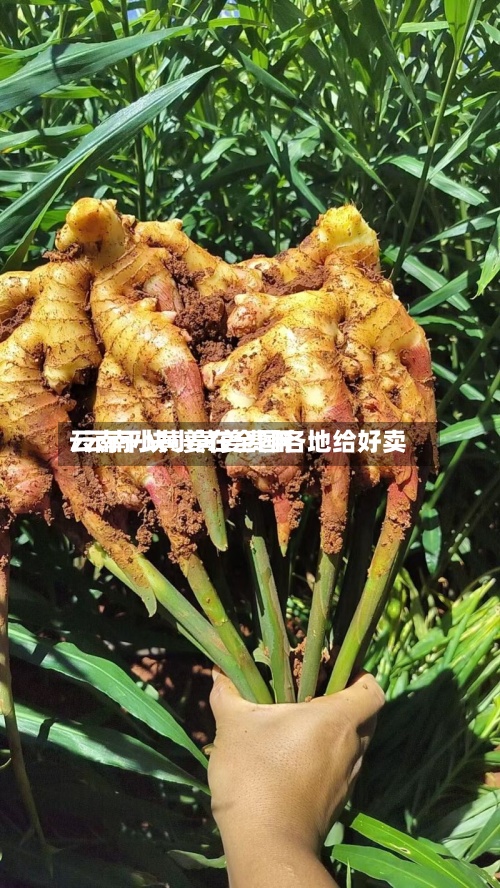 云南干块小黄姜费用/云南小黄姜在全国各地给好卖