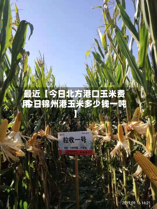 最近【今日北方港口玉米费用
,今日锦州港玉米多少钱一吨】-第2张图片