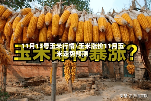 11月13号玉米行情/玉米涨价11月玉米走势预测