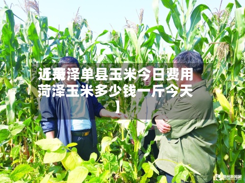 近来
【菏泽单县玉米今日费用
菏泽玉米多少钱一斤今天】-第3张图片