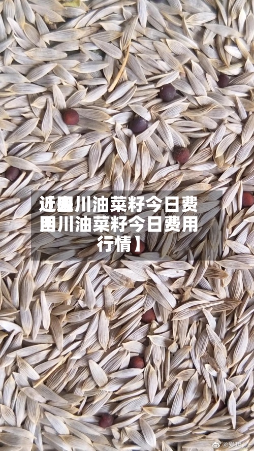 近来【四川油菜籽今日费用四川油菜籽今日费用行情】-第2张图片