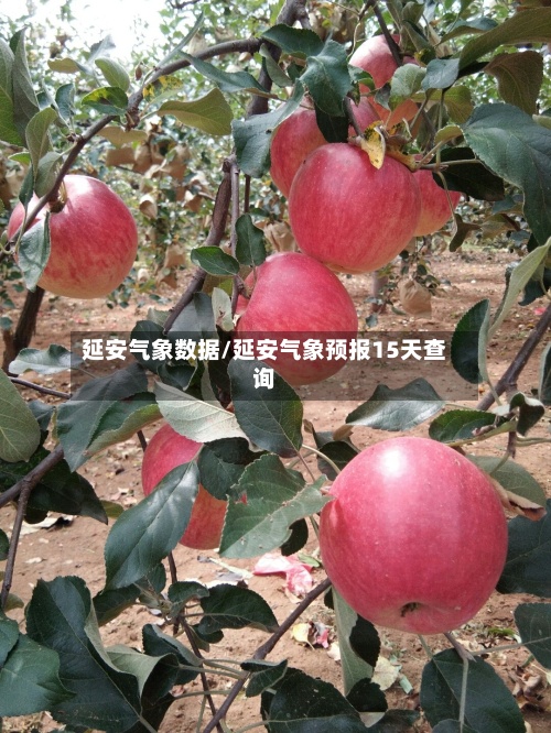 延安气象数据/延安气象预报15天查询