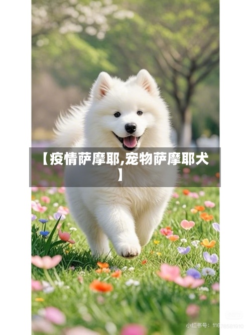 【疫情萨摩耶,宠物萨摩耶犬】-第2张图片