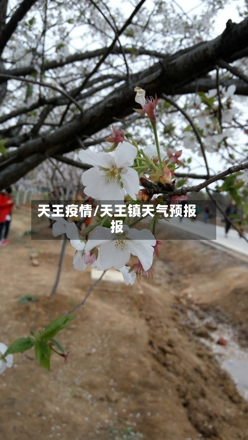 天王疫情/天王镇天气预报报-第2张图片
