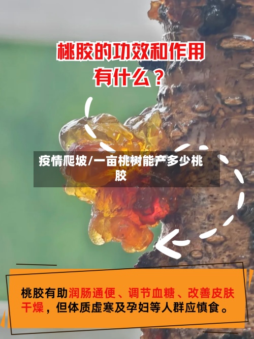 疫情爬坡/一亩桃树能产多少桃胶