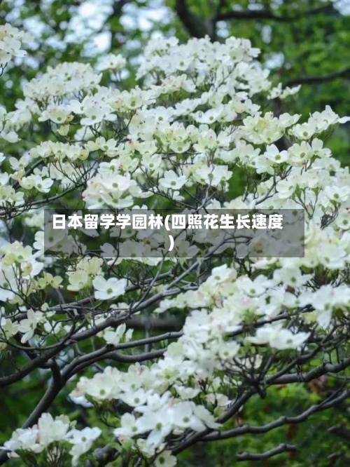 日本留学学园林(四照花生长速度)-第2张图片