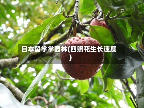 日本留学学园林(四照花生长速度)