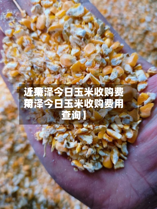 近来【菏泽今日玉米收购费用菏泽今日玉米收购费用查询】