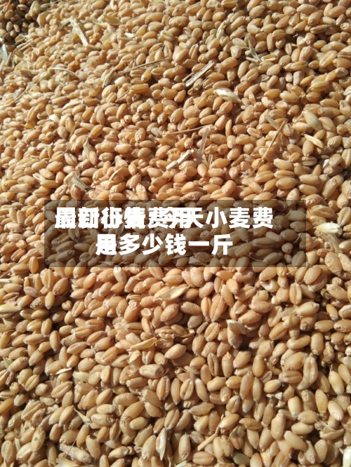 周口小麦费用最新行情/今天小麦费用是多少钱一斤