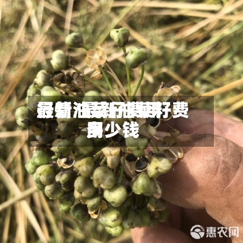 最新油菜仔费用行情/最新油菜籽费用多少钱