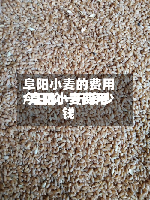 阜阳小麦的费用/阜阳小麦费用今日价一斤多少钱