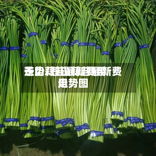 苍山蒜苔最新费用走势/苍山蒜苔最新费用走势图