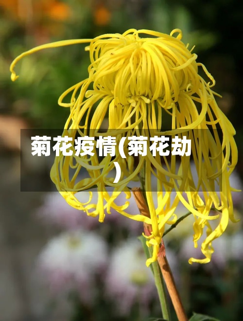 菊花疫情(菊花劫)