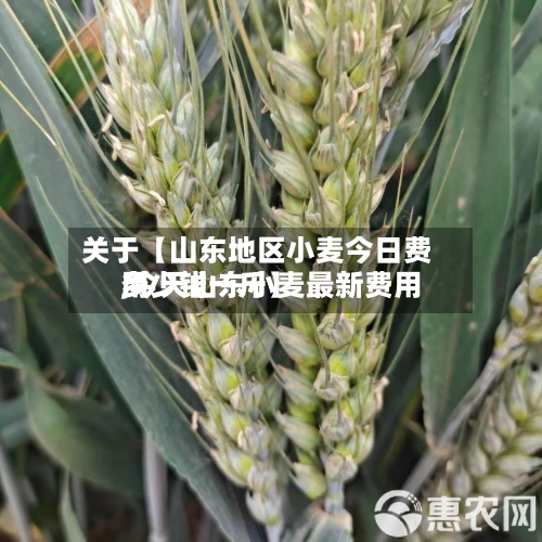 关于【山东地区小麦今日费用
,今天山东小麦最新费用
多少钱一斤】-第3张图片