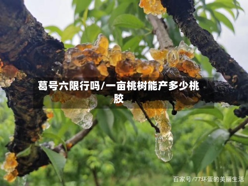 葛号六限行吗/一亩桃树能产多少桃胶
