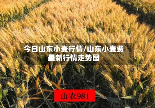 今日山东小麦行情/山东小麦费用
最新行情走势图-第2张图片