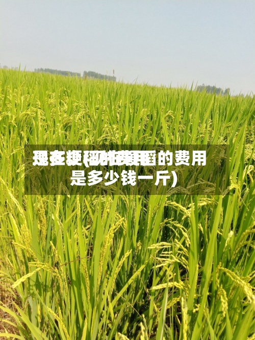 现在粳稻的费用
是多少(现在粳稻的费用
是多少钱一斤)-第3张图片