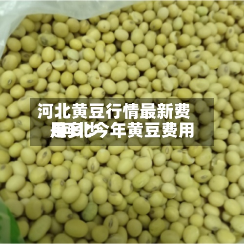 河北黄豆行情最新费用/河北今年黄豆费用是多少
