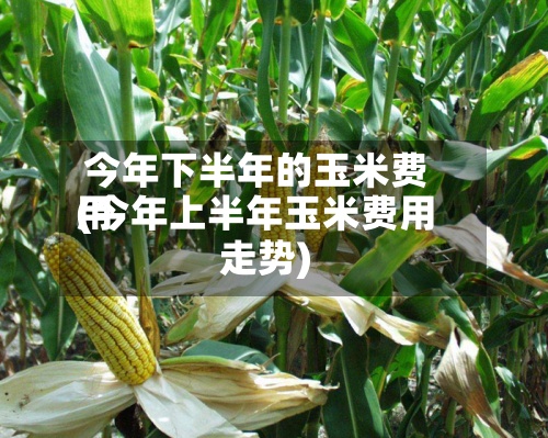今年下半年的玉米费用(今年上半年玉米费用走势)