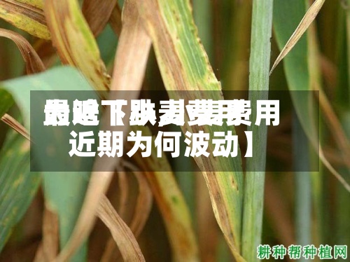 最近【小麦费用为啥下跌,小麦费用近期为何波动】