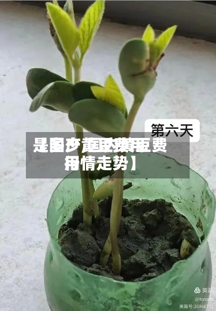 【国产黄豆费用是多少,国内黄豆费用行情走势】