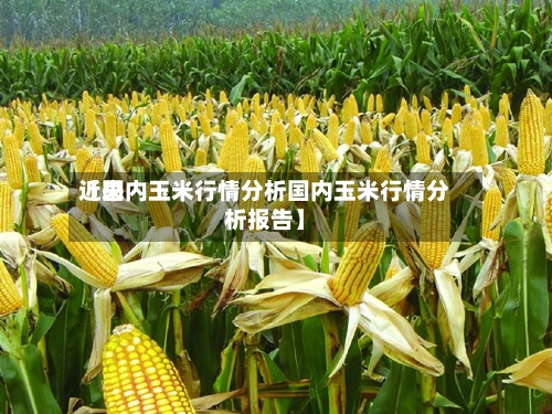 近来【国内玉米行情分析国内玉米行情分析报告】