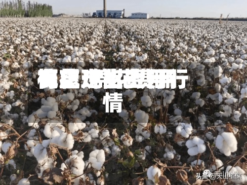 棉花现货费用概念/棉花费用有望走出上行行情