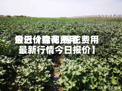 最近【棉花费用今日价查询,棉花费用最新行情今日报价】