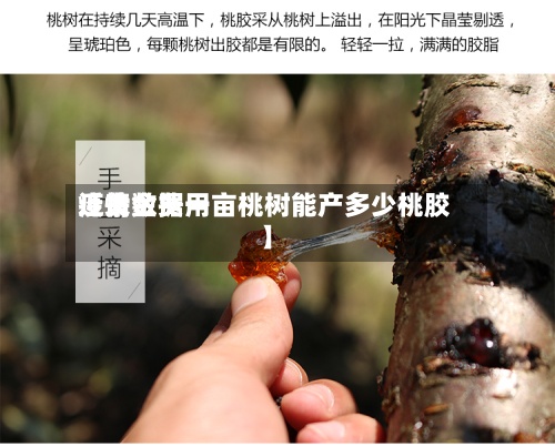 近来【黄金费用疫情数据一亩桃树能产多少桃胶】-第2张图片