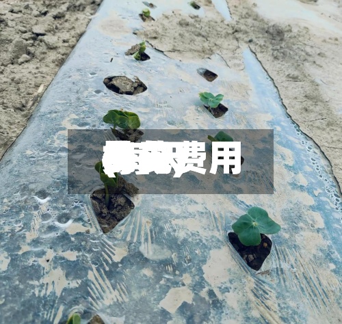 每天
棉花费用
(每天
棉花费用
多少)-第2张图片