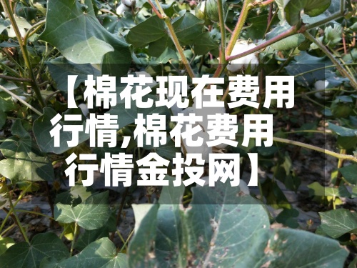 【棉花现在费用
行情,棉花费用
行情金投网】-第3张图片