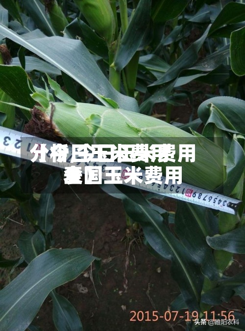【今日玉米费用
分析,今日玉米费用
全国玉米费用
表】-第2张图片
