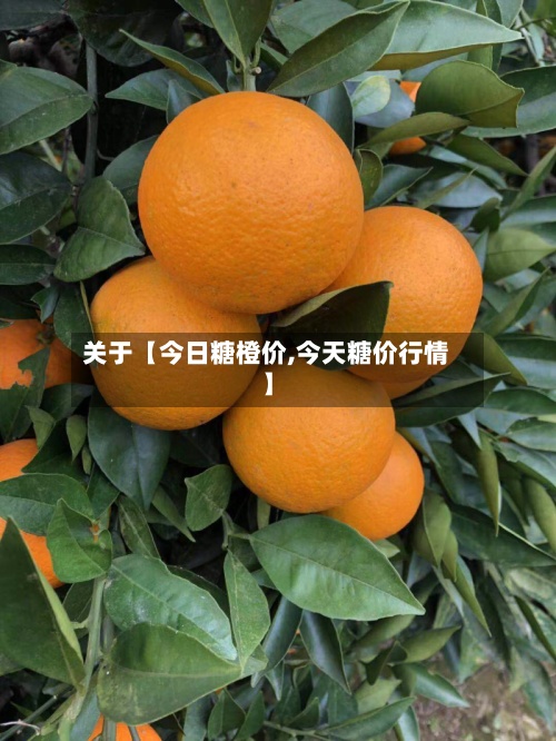 关于【今日糖橙价,今天糖价行情】