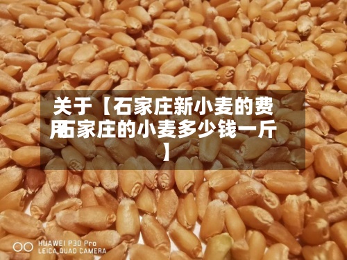 关于【石家庄新小麦的费用,石家庄的小麦多少钱一斤】