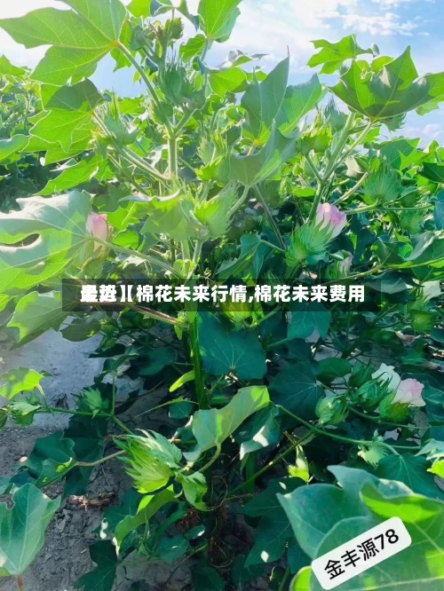 最近【棉花未来行情,棉花未来费用走势】