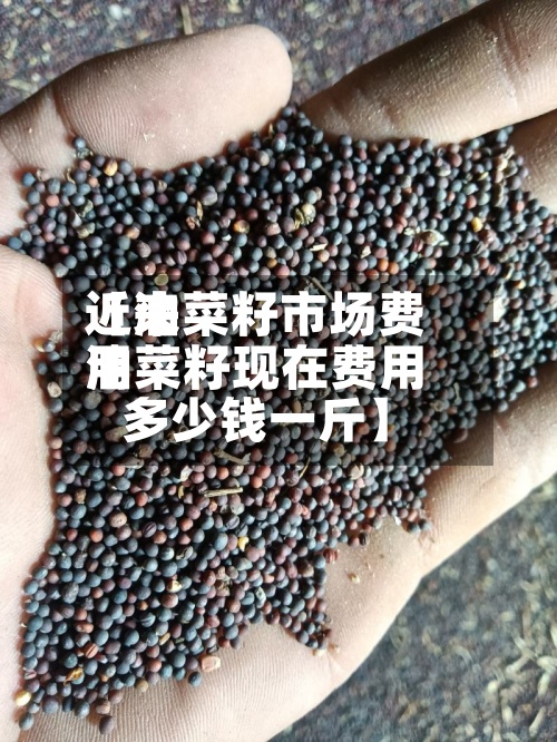 近来
【油菜籽市场费用
油菜籽现在费用
多少钱一斤】-第2张图片