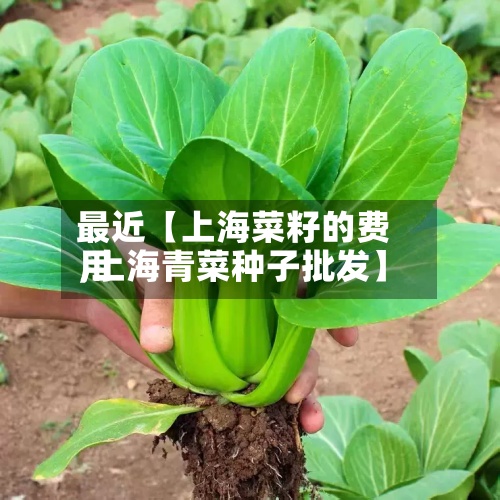 最近【上海菜籽的费用,上海青菜种子批发】