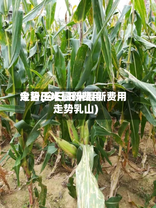 今日玉米最新费用走势(今日玉米最新费用走势乳山)