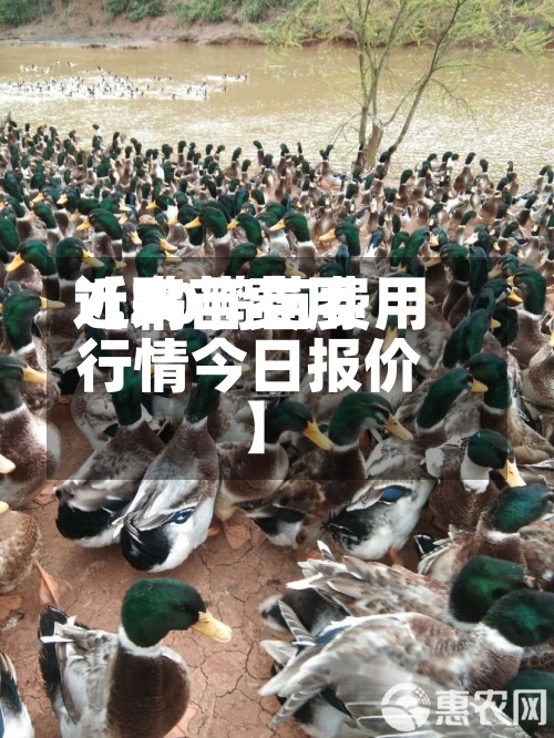 近来
【鸭苗费用
7.20鸭苗费用
行情今日报价】-第2张图片