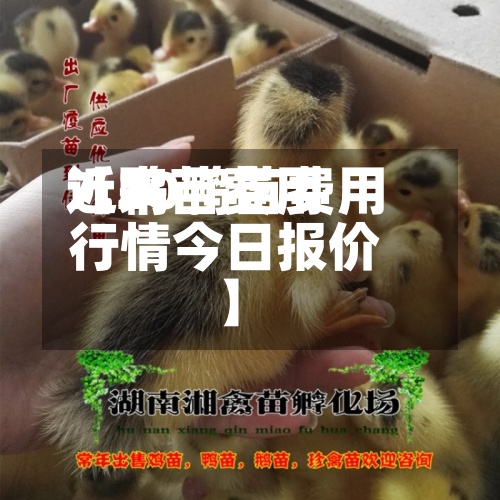 近来【鸭苗费用7.20鸭苗费用行情今日报价】