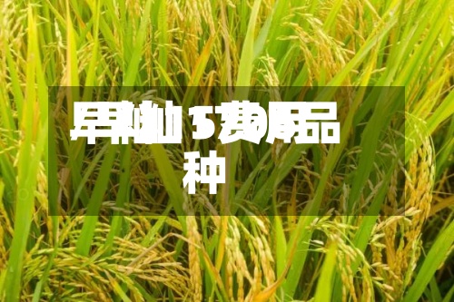 早籼15费用/早籼1706品种-第3张图片