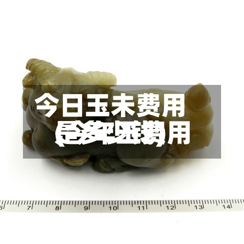 今日玉未费用(今年玉费用是多少钱)