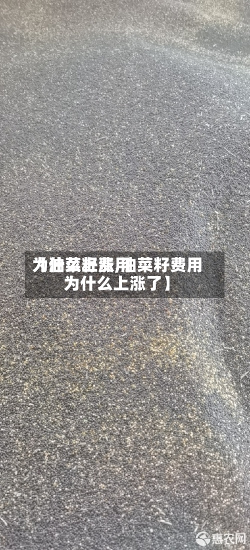 【油菜籽费用
为什么上涨,油菜籽费用
为什么上涨了】-第3张图片
